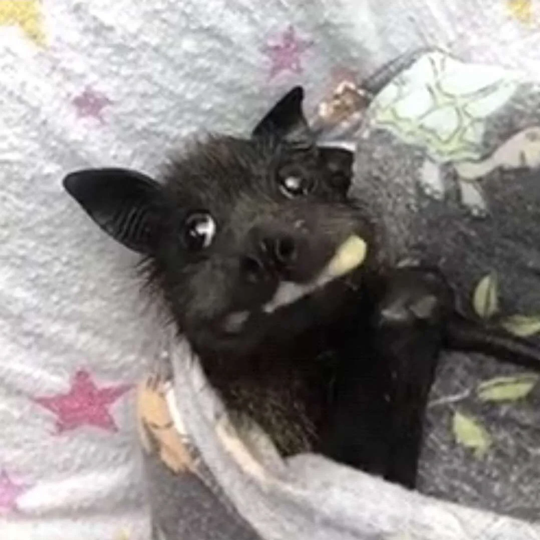 bat eating banana